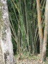 Bamboo growing wild